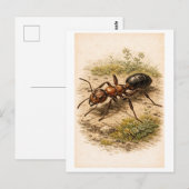 Vintage-Style Ant Illustration Postkarte (Vorne/Hinten)