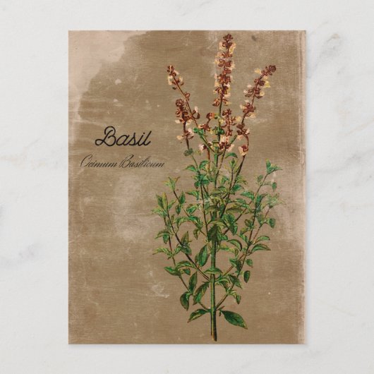 Vintage Style Basilikum-Kraut Postkarte (Vorderseite)
