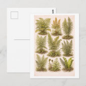 Vintage-Style Ferns Illustration Postkarte (Vorne/Hinten)