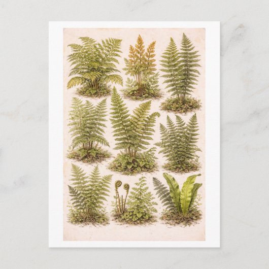 Vintage-Style Ferns Illustration Postkarte (Vorderseite)