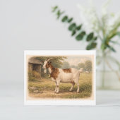 Vintage-Style Goat lllustration Postkarte (Stehend Vorderseite)