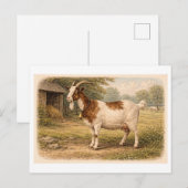 Vintage-Style Goat lllustration Postkarte (Vorne/Hinten)