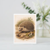 Vintage-Style Hedgehog Illustration Postkarte (Stehend Vorderseite)
