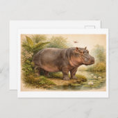 Vintage-Style Hippo Illustration Postkarte (Vorne/Hinten)