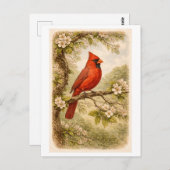 Vintage-Style Male Cardinal lllustration Postkarte (Vorne/Hinten)
