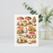 Vintage-Style Mushroom Illustration Postkarte (Stehend Vorderseite)