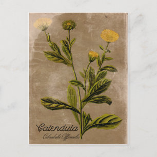 Vintage-Style-Ringelblumen-Postkarte Postkarte