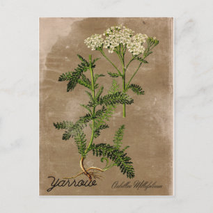 Vintage Style Schafgarben Postkarte