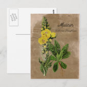 Vintage Style Wollkraut Postkarte (Vorne/Hinten)