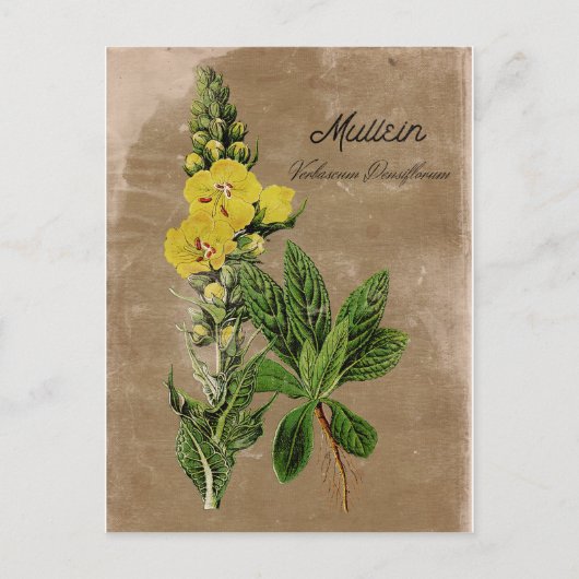 Vintage Style Wollkraut Postkarte (Vorderseite)