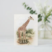 Vintage südafrikanische Giraffe Meadow Postkarte (Stehend Vorderseite)