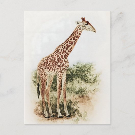 Vintage südafrikanische Giraffe Meadow Postkarte (Vorderseite)
