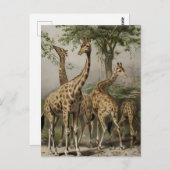 Vintage südafrikanische Giraffen Postkarte (Vorne/Hinten)