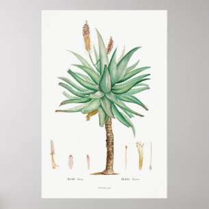 Vintage Sukkulente Illustration Poster