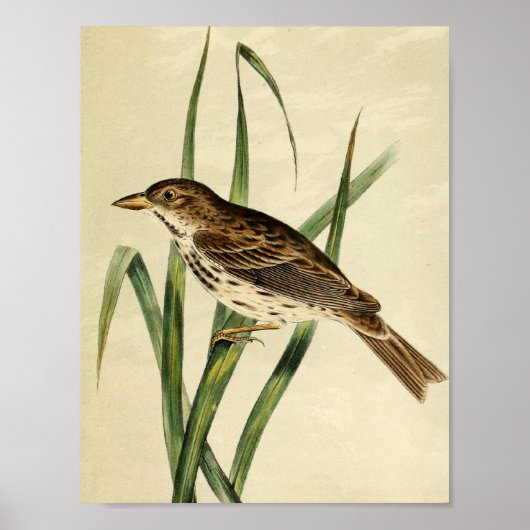 Vintage Sumpfschwalbe Poster (Vorne)