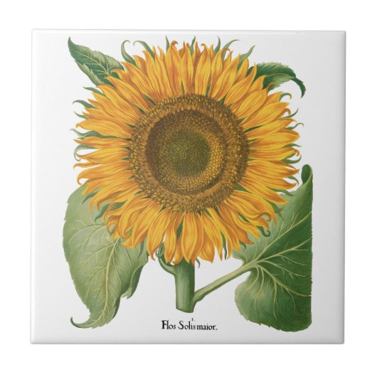 Vintage Sunflower Flower by Basilius Besler Fliese (Vorderseite)