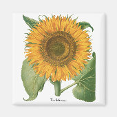 Vintage Sunflower Flower by Basilius Besler Magnet (Vorne)