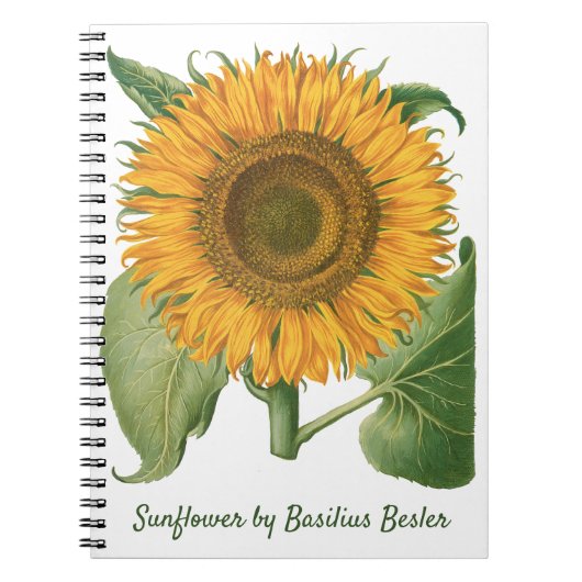 Vintage Sunflower Flower by Basilius Besler Notizblock (Vorderseite)