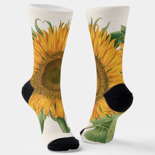 Vintage Sunflower Flower by Basilius Besler Socken (Gewinkelt)