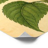 Vintage Sunflower on Weathered Paper Poster (Ecke)