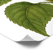 Vintage Sunflower Poster (Ecke)