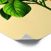 Vintage süße Orangenwerbung Poster (Ecke)