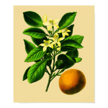 Vintage süße Orangenwerbung