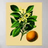 Vintage süße Orangenwerbung Poster (Vorne)