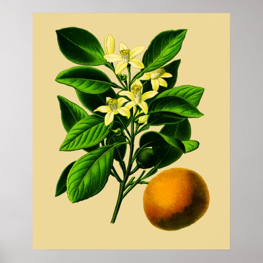 Vintage süße Orangenwerbung Poster (Vorne)