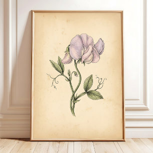 Vintage-Süßerbsen-Blumen-Wandbild mit Rahmen Poster