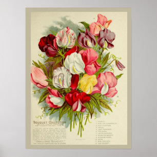 Vintage-Süßerbsen-Blumenstrauß-Samenkatalog Poster