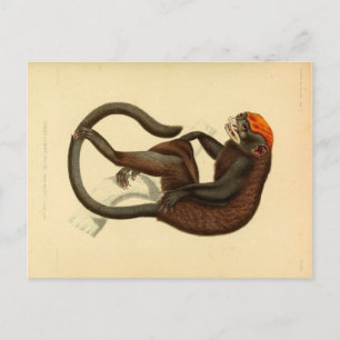 Vintage Tamarin-Affe mit Grinsen Postkarte