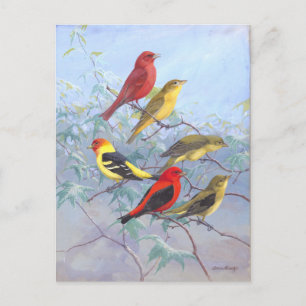 Vintage Tanager Postkarte