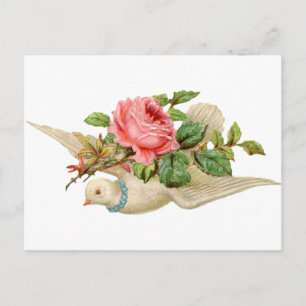 Vintage Taube und Rose Postkarte