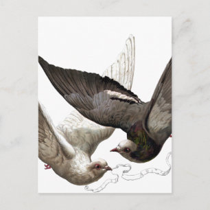 Vintage Tauben Postkarte