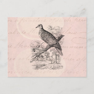 Vintage Taubenvögel aus dem 18. Jahrhundert tauben Postkarte