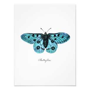 Vintage Tealblaue Schmetterlings-Illustration - 18 Fotodruck