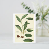 Vintage Teeblätter-Lesekarte Postkarte (Stehend Vorderseite)