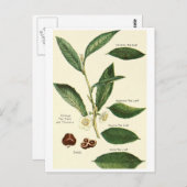 Vintage Teeblätter-Lesekarte Postkarte (Vorne/Hinten)