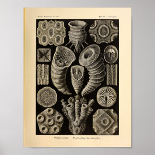 Vintage-Tetrakoralle-Farbdruck von Ernst Haeckel Poster