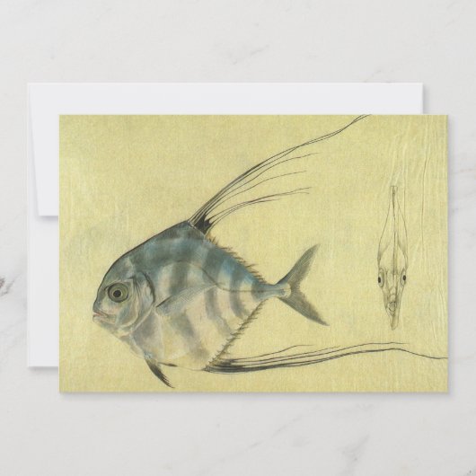 Vintage Threadfin Trevally, afrikanischer Pompano  (Vorderseite)