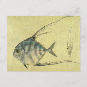 Vintage Threadfin Trevally, afrikanischer Pompano Postkarte