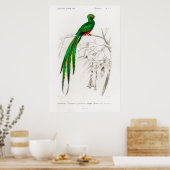 Vintage Tierdarstellung eines Pavoninquetzals Poster (Küche)