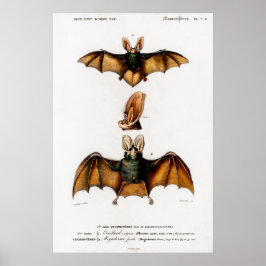 Vintage Tierdarstellung eines Plecotus Poster