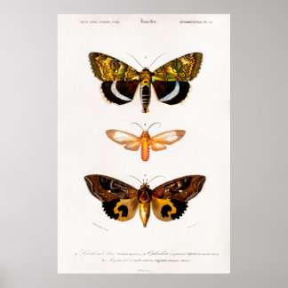 Vintage Tierdarstellung von Motten Poster