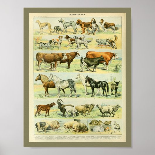 Vintage Tiere in der Landwirtschaft drucken Poster (Vorne)