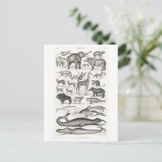 VINTAGE TIERKARTE POSTKARTE (Stehend Vorderseite)