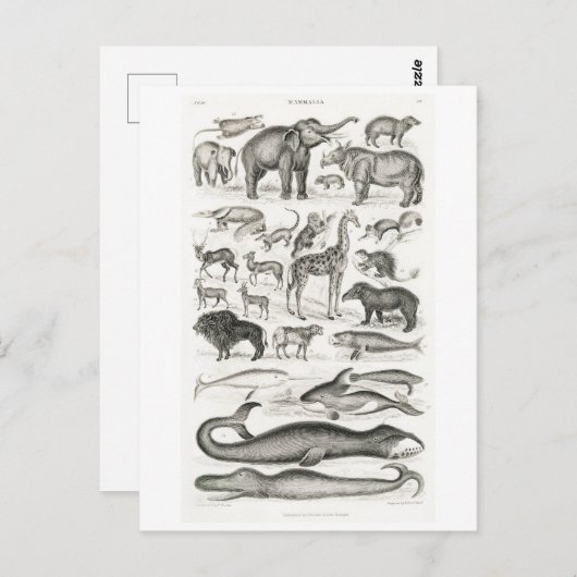 VINTAGE TIERKARTE POSTKARTE (Vorne/Hinten)