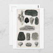 VINTAGE TIERKARTE POSTKARTE (Vorne/Hinten)