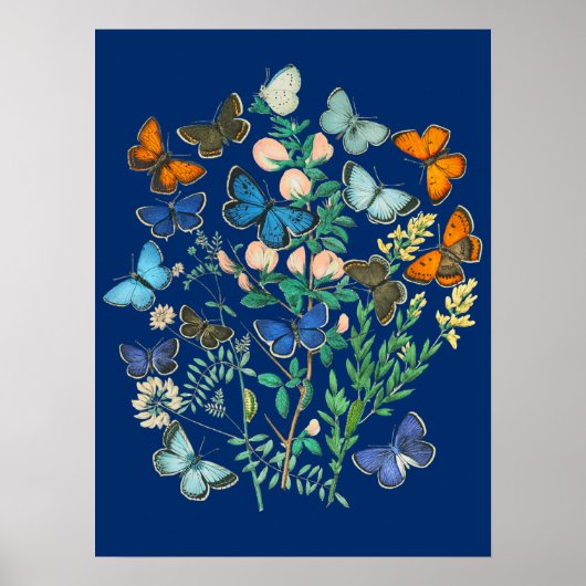 Vintage Tierwelt - Schmetterlingsgarten Poster (Vorne)
